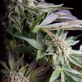 Blueberry fem (Trikoma Seeds), Испания