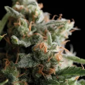 Satan’s Bride fem (Trikoma Seeds), Испания