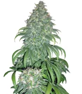 Super Bud fem (GHS), Страна Нидерланды