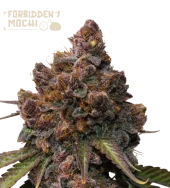 Forbidden Mochi fem (Seed Stockers), США