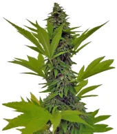 Moby Dick fem (GHS), Страна Нидерланды