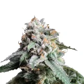 Auto AK 47 genetics fem (IZI)