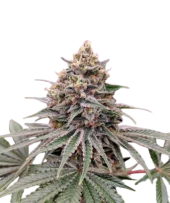 Blue Zushi fem (Dutch Passion), Нидерланды