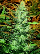 Lowryder autofem (Doctor Choice), Канада