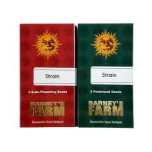 Amnesia Haze Auto autofem (Barney's Farm), Нидерланды