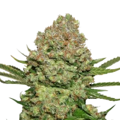 White Widow Auto autofem (Seed Stockers), США