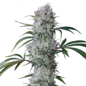 Cookie Auto fem (Buddha Seeds), Испания