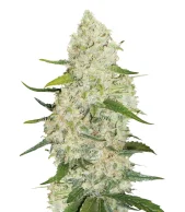 Think Big autofem (Dutch Passion), Нидерланды