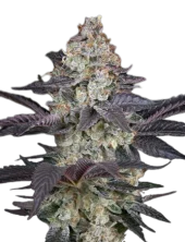 Ztrawberry fem (GHS), Страна Нидерланды
