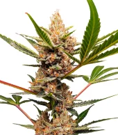 Tropicana Cookies FF fem (FastBuds), Америка