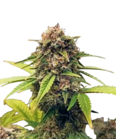 Purple Fast F1 BX reg fast regular (Doctor Choice), Канада