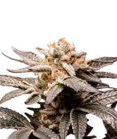 Fancy Don Rouch fem (R-Kiem Seeds), Испания