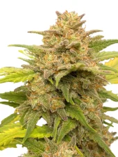 Auto Glue XXL genetics fem (IZI)