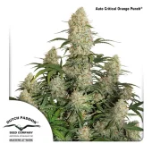 Auto Critical Orange Punch autofem (Dutch Passion)