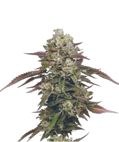 Kiwi x Cookie Dog Auto fem (Mavericks Genetics)