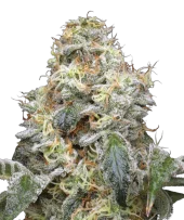 Farmers Daughter fem (Humboldt Seed Company), США
