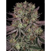 Seriotica fem (Serious Seeds), Нидерланды