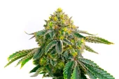 Hulk OG genetics fem (IZI)