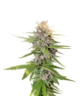 Hollands Hope fem (Dutch Passion), Нидерланды
