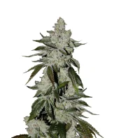 Auto Scout Cookies genetics fem (IZI)