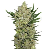 Blueberry Cheese Auto (Blue Cheese Auto) fem (Barney's Farm)