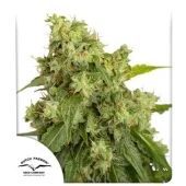 Auto Xtreme autofem (Dutch Passion), Нидерланды