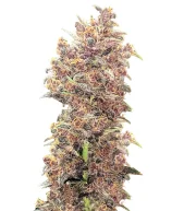 Purple Lemonade FF fem (FastBuds), Америка
