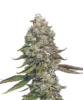 True OG fem (Mavericks Genetics)