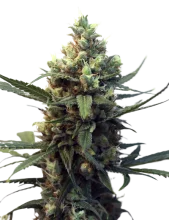 Toxic fem (Ripper Seeds), Испания