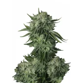 Original Moby Dick Auto fem (FastBuds), Америка