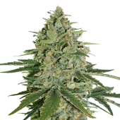 Super Skunk Auto autofem (Seed Stockers), США