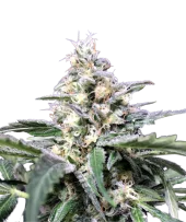 Amazon Haze Auto fem (R-Kiem Seeds), Испания
