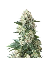 New York City fem (Pyramid Seeds), Испания