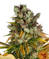 GMO fem (Barney's Farm), Нидерланды