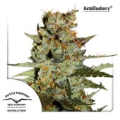 Auto Blueberry autofem (Dutch Passion), Нидерланды
