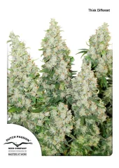 Think Different autofem (Dutch Passion), Нидерланды