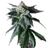 Sweet Mango Auto fem (GHS), Нидерланды