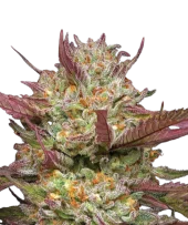 Blueberry Pancakes fem (Humboldt Seed Company), США