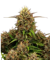 Tropical Zmoothie Auto autofem (Seed Stockers), США