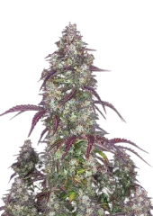 Lemon Pie Auto fem (FastBuds), Америка
