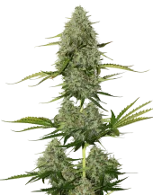 Bcn Critical XXL Auto autofem (Seed Stockers), США