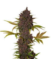 LSD-25 auto fem (FastBuds), Америка