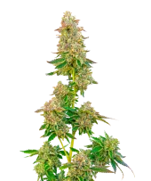 Boston Cream Pie fem (Mavericks Genetics)