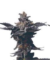 Cookies Gelato Auto fem (Mavericks Genetics)