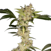 Gorila fem (Buddha Seeds), Испания